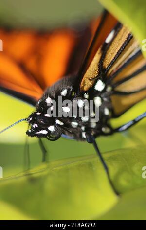 Immagine macro di testa e corpo farfalla Monarch Foto Stock