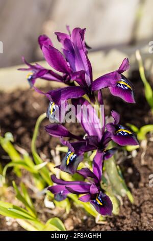 Iris reticolare, Våriris (Iris reticulata) Foto Stock