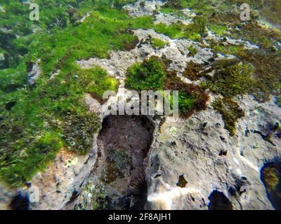 Ricci di mare nero in buchi nella roccia a Tago Cove, Isabela Island, Galapagos, Ecuador Foto Stock