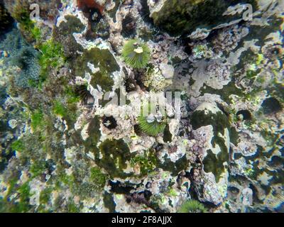 Ricci di mare nero in buchi nella roccia a Tago Cove, Isabela Island, Galapagos, Ecuador Foto Stock