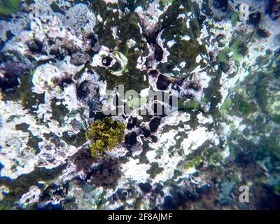 Ricci di mare nero in buchi nella roccia a Tago Cove, Isabela Island, Galapagos, Ecuador Foto Stock