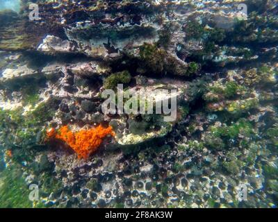 Ricci di mare nero in buchi nella roccia, con un cerotto di corallo arancione brillante e un blenny, a Tago Cove, Isola di Isabela, Galapagos, Ecuador Foto Stock