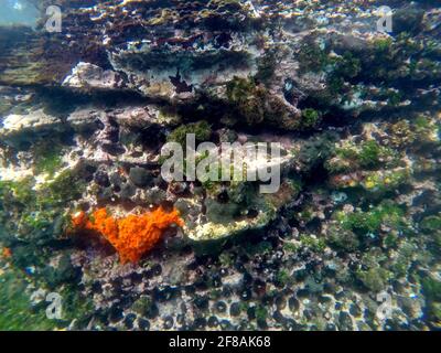 Ricci di mare nero in buchi nella roccia, con un cerotto di corallo arancione brillante e un blenny, a Tago Cove, Isola di Isabela, Galapagos, Ecuador Foto Stock