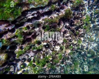 Blenny da ricci di mare nero in buchi nella roccia a Tago Cove, Isabela Island, Galapagos, Ecuador Foto Stock