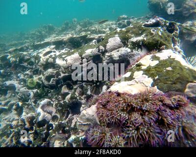 Ricci di mare nero in buchi nella roccia da anemoni di mare viola a Tago Cove, Isabela Island, Galapagos, Ecuador Foto Stock