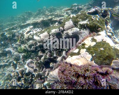 Ricci di mare nero in buchi nella roccia da anemoni di mare viola a Tago Cove, Isabela Island, Galapagos, Ecuador Foto Stock