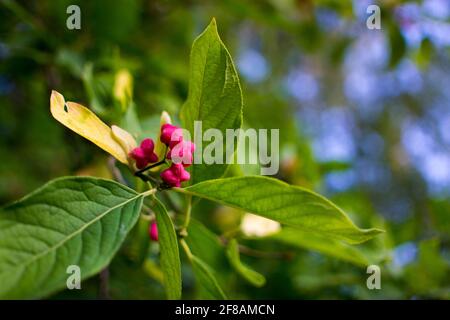 fiori di euonimo su un ramo contro il fogliame Foto Stock