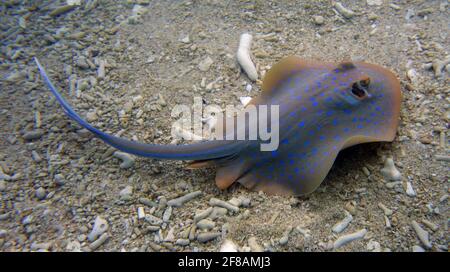 Raggio di coste a macchia blu (Taeniura Lymma) in acque poco profonde, Fitzroy Island, Great Barrier Reef Marine Park, vicino a Cairns, Queensland, Australia Foto Stock