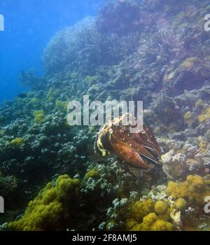 Grande pesce di seppia (Seppia latimanus) sottomarino a Fitzroy Island, Great Barrier Reef Marine Park, vicino a Cairns, Queensland, Australia Foto Stock