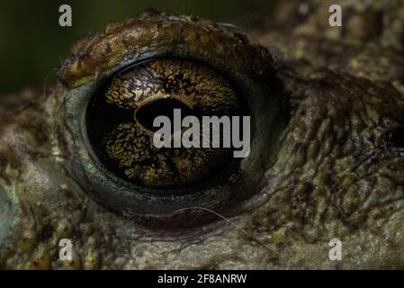 Una macro immagine di un occhio Western toad (Anaxyrus boreas), che mostra il dettaglio e il modello del bulbo oculare anfibio. Foto Stock