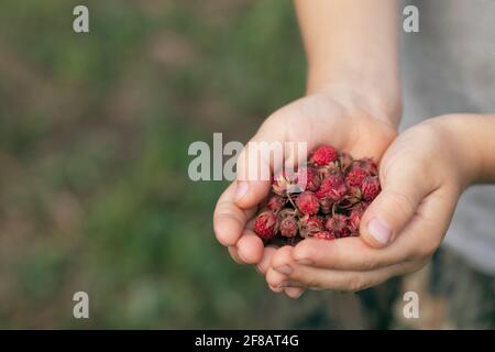 Mani dei bambini che tengono fragole fresche. Raccolta di fragole. Manciata di fragole nei palmi dei bambini. Foto Stock