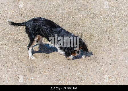 Un cavalier cane re charles, un cucciolo carino scavando un buco nella sabbia Foto Stock