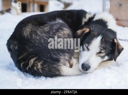 Dormendo cane da slitta Husky dell'Alaska, arricciato nella neve. Foto Stock