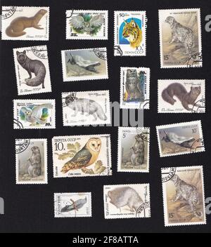 URSS - circa 1980: Una serie di francobolli. Collage con la fauna. Animali, uccelli, gufi. Disegno di un vecchio timbro. Animale selvatico su francobolli. Foto Stock