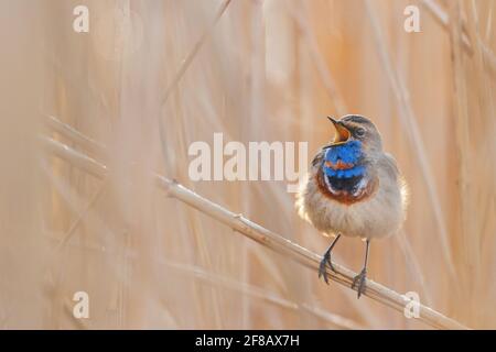 bellissimo uccello canta in una mattina gelida Foto Stock