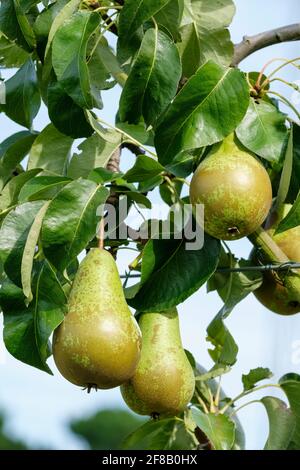 Albero delle orecchie della conferenza. Pere da dessert mature che crescono sull'albero. Pyrus communis "Conferenza" Foto Stock