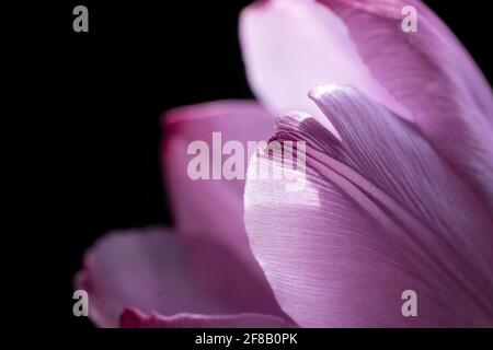 Macro foto di alcuni petali di un singolo tulipano viola chiaro con sfondo nero. Mettere a fuoco il petalo anteriore Foto Stock