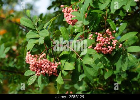 Sorbus 'Bellona'. Rowan. Albero di cenere di montagna. Bacche rosa a fine estate Foto Stock