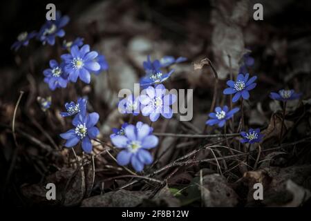 Viola Hepatica nobilis, comune Hepatica o Anemone epatica. Fiori primaverili. Primo piano. Foto Stock