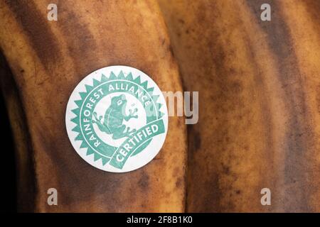 Adesivo con etichetta certificata Rainforest Alliance sulle banane supermature. Foto Stock