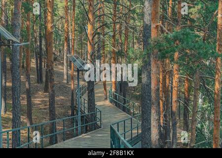 strada pedonale in legno in un bosco di conifere. sentiero pedonale con lanterne alimentate a energia solare. Messa a fuoco morbida Foto Stock