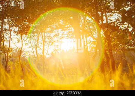 L'alba magica su un giardino botanico in estate, il sole dorato brillante splende attraverso ramoscelli e rami di alberi tropicali, il flare della lente di fantasia. Foto Stock