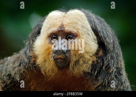 Saki a faccia bianca, Pitecia pitecia, ritratto di dettaglio di scimmia nera scura con faccia bianca, animale nell'habitat naturale del Perù. Sud America Wildlif Foto Stock