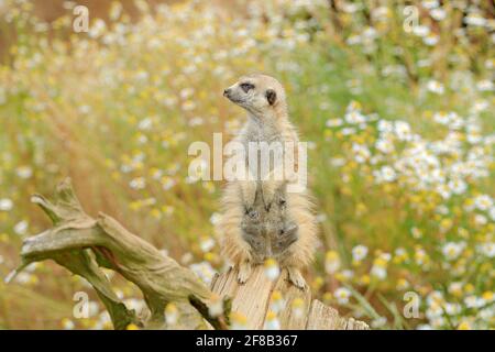 Carino Meerkat, Suricata suricatta, seduta sul tronco dell'albero in prato di fiori bianchi, Namibia. Bellissimo animale nell'habitat naturale. Scena faunistica fr Foto Stock