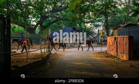 MUMBAI, INDIA - 29 dicembre 2021: Gruppo di fantini e cavalli da corsa che camminano in linea all'ippodromo Mahalakshmi di Mumbai. Foto Stock