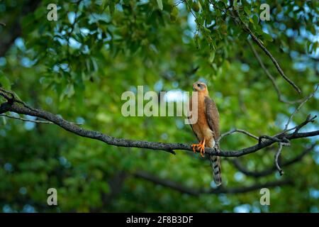 Novellame Ovambo Sparrowwawk, Accipiter ovampensis, seduto sul ramo nella foresta. Rapaci nell'habitat naturale, delta dell'Okavango, Botswana, Foto Stock