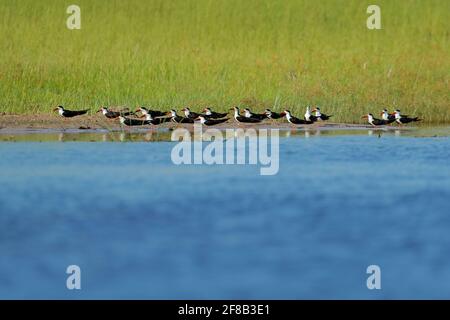 Gregge di Skimmer africano, Rynchops flavirostris, seduto sul terreno vicino all'acqua del fiume. Terna africana. Bellissimo uccello bianco e nero con bil rosso Foto Stock