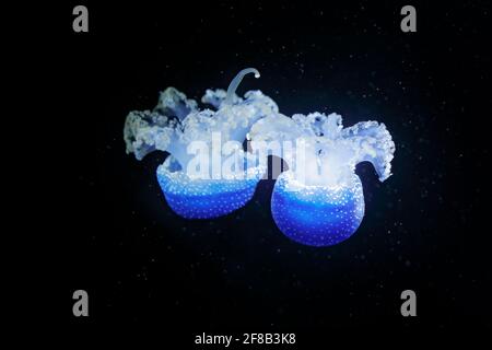 Phyllorhiza punctata, medusa australiana macchiata nelle acque scure del mare. Meduse blu bianco nell'habitat naturale dell'oceano. Acqua galleggiante campana medusa da Foto Stock