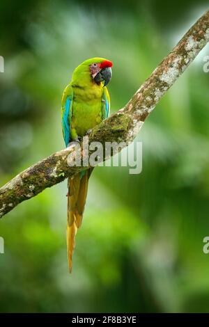 Uccello raro selvaggio nell'habitat naturale, seduto sul ramo in Costa Rica. Scena faunistica nella foresta tropicale. Ara ambigua, pappagallo verde Grande-Verde Maca Foto Stock