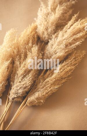 Rami decorativi di Pampas Grass impostato sul pavimento Foto Stock