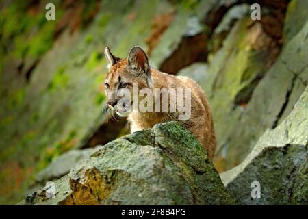 Wild Big Cat Cougar, Puma Concolor, ritratto nascosto di pericoloso animale con pietra, Stati Uniti. Scena della fauna selvatica dalla natura. Leone di montagna in habitat roccioso. Foto Stock