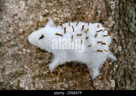 Approccio creativo per i bambini. I bambini hanno bloccato una figura di neve di un riccio su un albero (come un alto rilievo) Foto Stock