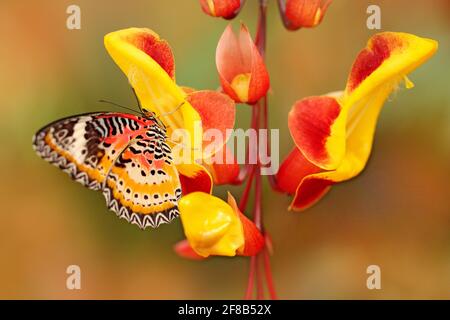 Cethosia cyane, leopardo Lacewing, farfalla tropicale distribuita dall'India alla Malesia. Bellissimo insetto seduto su rosso e giallo fiore di albero, nat Foto Stock