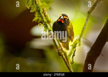 Grassquit con volto giallo, Tiaris olivaceus, uccello brownsong con faccia gialla. Uccello tropicale esotico del Costa Rica, nel verde habitat naturale della foresta. W Foto Stock