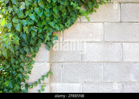 La parete grigia in mattoni è coperta di edera decorativa verde. Sfondo naturale, recinzione in pietra Foto Stock