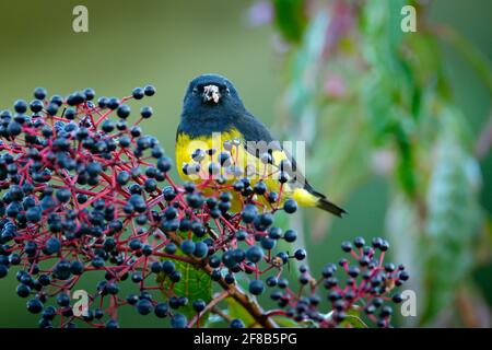 Siskin dal colore giallo, Carduelis xanthogastra, uccello tropicale giallo e nero mangiare frutti blu nell'habitat naturale, Savegre, alimentazione scena d'azione w Foto Stock