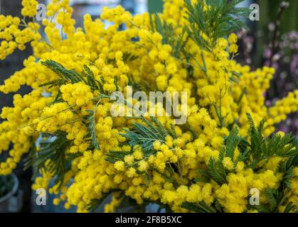 Stand floreale con mimose sul Viktualienmarkt a Monaco, Baviera, Germania, Europa Foto Stock