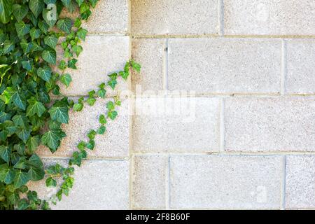 La parete grigia in mattoni è coperta di edera decorativa verde. Sfondo naturale, recinzione in pietra Foto Stock