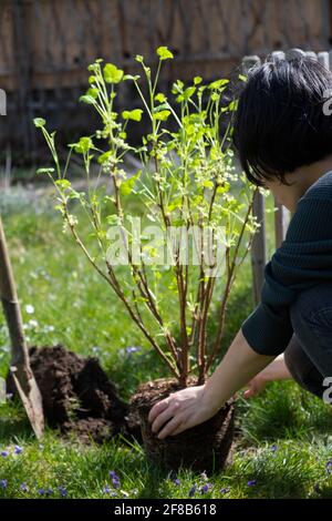 Piantare un albero e un cespuglio nel giardino. Foto Stock