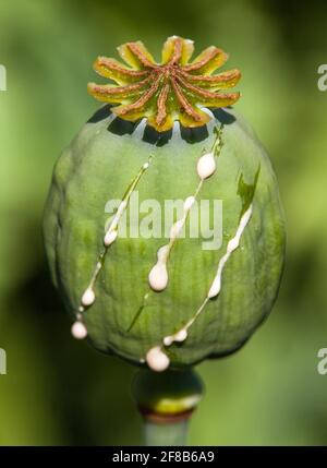 semi di papavero a fette per l'oppio, particolare di papavero di oppio in latino papaver somniferum Foto Stock