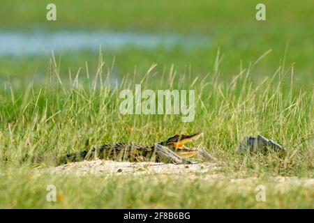 Coccodrillo del Nilo, coccodrillo niloticus, con museruola aperta, nascosto nell'erba, delta dell'Okavango, Moremi, Botswana. Scena faunistica dalla natura africana. Foto Stock