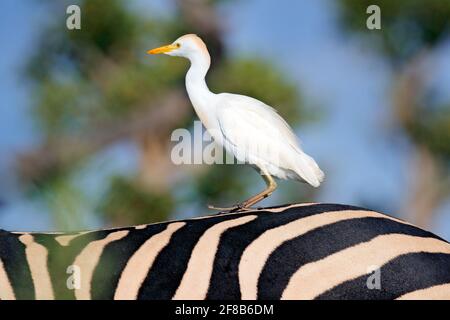Airone bianco sulla zebra indietro nel delta di Okavango, Moremi, Botswana. Egret di bestiame, Bubulcus ibis, in habitat naturale. Divertente immagine dall'Africa. Foto Stock