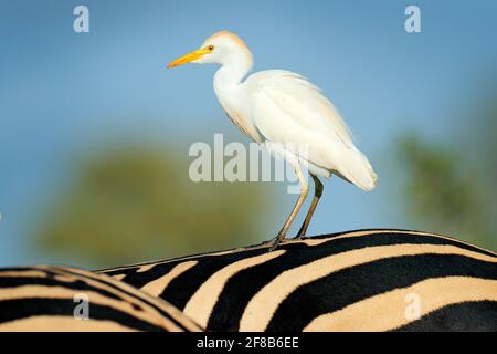 Immagine divertente dalla natura africana, airone seduto sulla zebra posteriore. Scena faunistica dalla natura, Kruger NP, Sud Africa. Cattle Egret, Bubulcus ibis, in Foto Stock