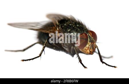 vola con gli occhi rossi, primo piano di isolatet mosca su sfondo bianco Foto Stock