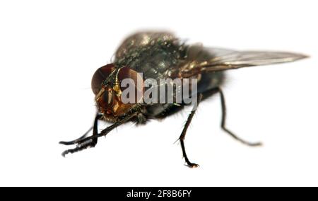 vola con gli occhi rossi, primo piano di isolatet mosca su sfondo bianco Foto Stock