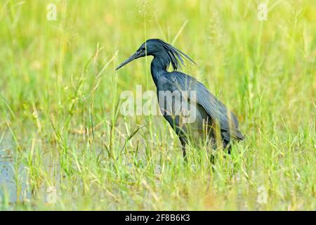 L'airone nero, Egretta ardesiaca, conosciuto anche come l'egreo nero, nell'habitat naturale. Uccello scuro in acqua marcia erba, Moremi, Okavango delta, Botswana Foto Stock